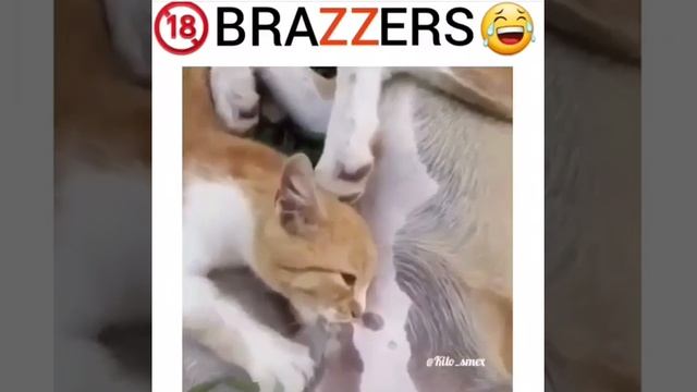 Был бы у меня такой кот...
