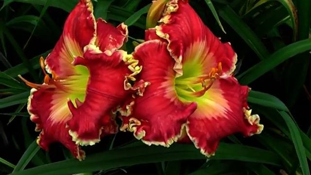 Лилейник FLOWERS HAVE EYES