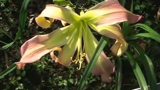 Лилейник daylily BLUSHING OCTOPUS