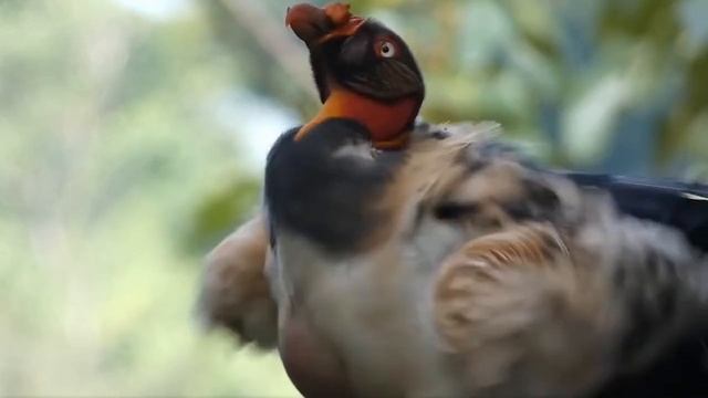 hd_30fps