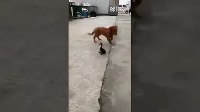 Испугал собачку