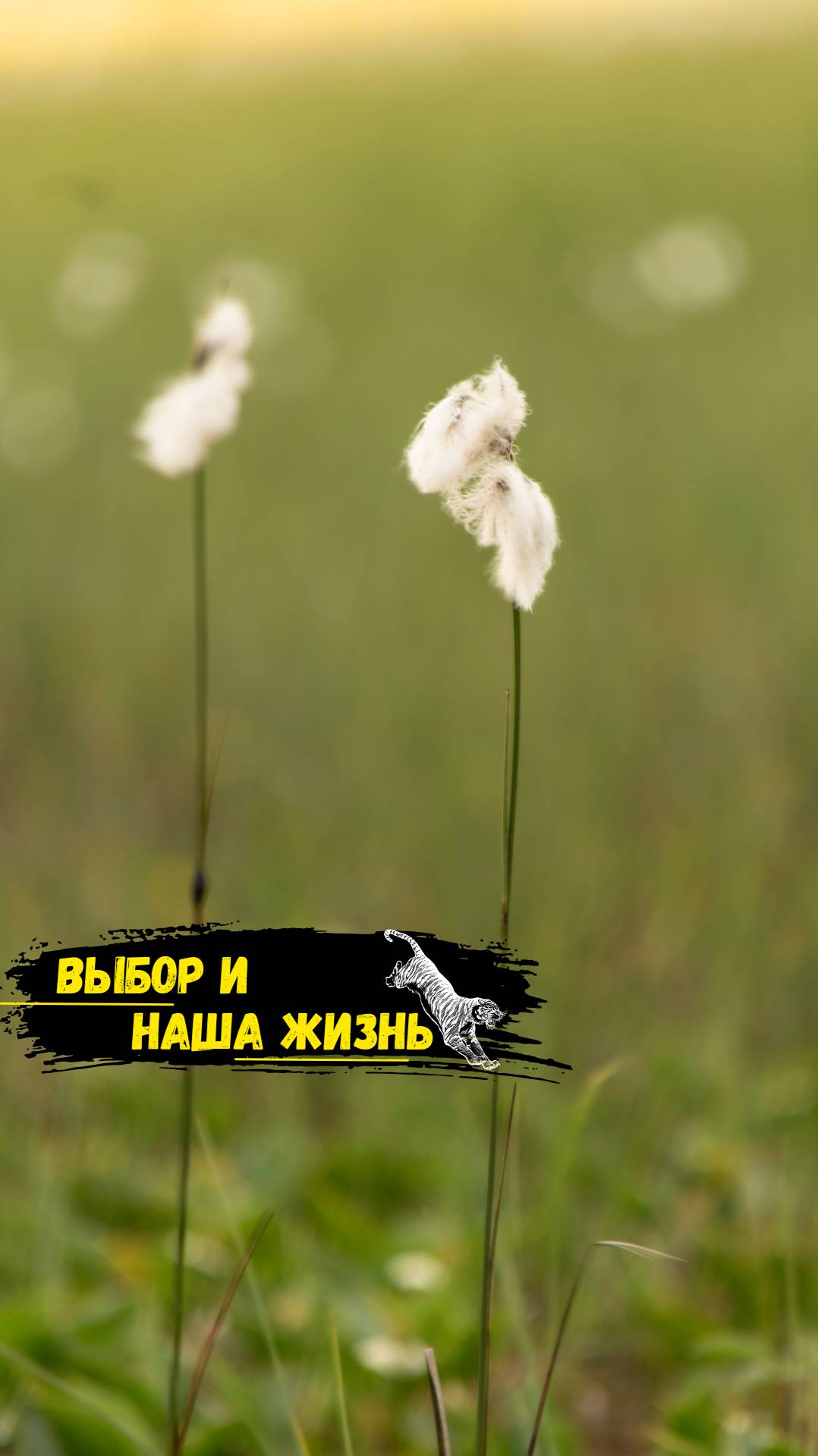 Выбор и наша жизнь.