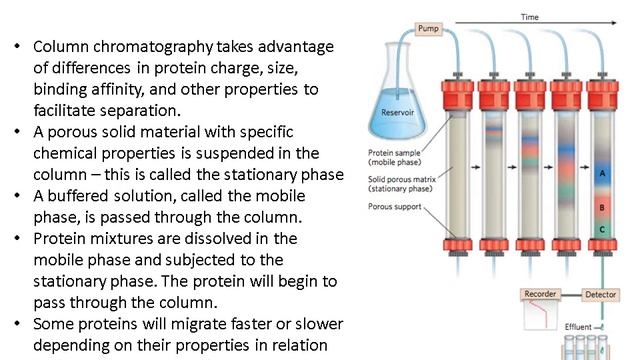 Amino Acids and Protein Purification
