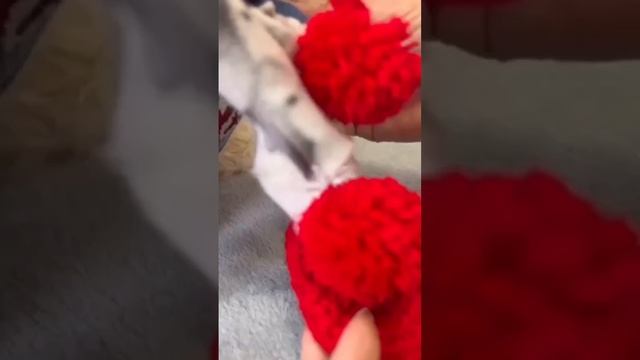 На стиле ✨ К холодному сезону готов ❄️🐈