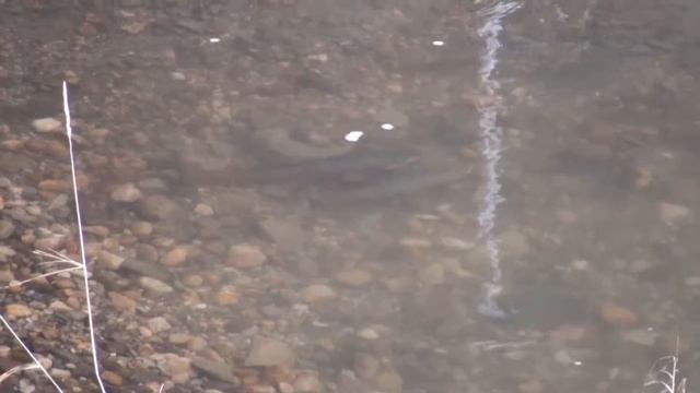 West Nose Creek Spawning Brown Trout 2016