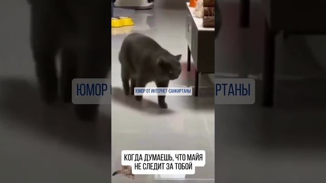 КАК МАЙЯ СЛЕДИТЬ ЗА ТОБОЙ 😉