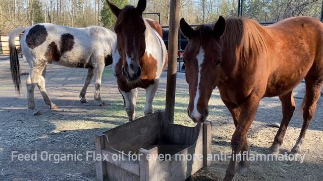 Ask Your Horse's Body - How To Test Supplements