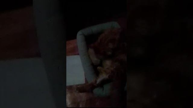 мэйн-кун пробуждение котёнка