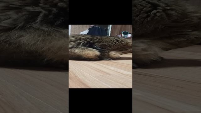 пигас пëрнул