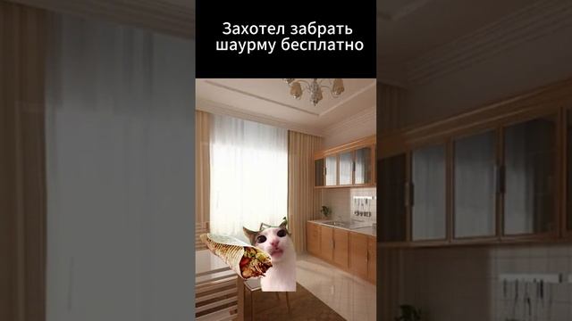 Когда захотел бесплатную шарму #прикол  #xd  #мем  #котики #кот #футаж #MAXCOU #CapCut #Shorts lolll