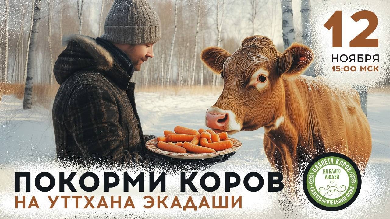 Кормление коров 12 ноября на Уттхана Экадаши!