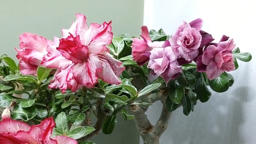 цветущие адениумы❤️
