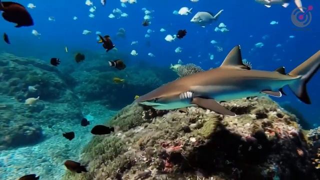 relaxing music ： This Music Will Transform Your Aquatic World!⧸AI Animated