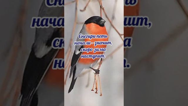 13 ноября# Спиридон и Никодим# приметы и обычаи