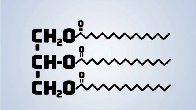 Метаболізм Ліпідів | Синтез Жирних Кислот та Фосфоліпідів