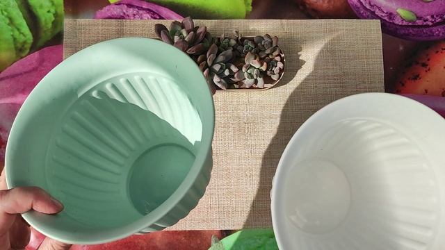 Пересадка суккулентов. Граптоверия Опалина.