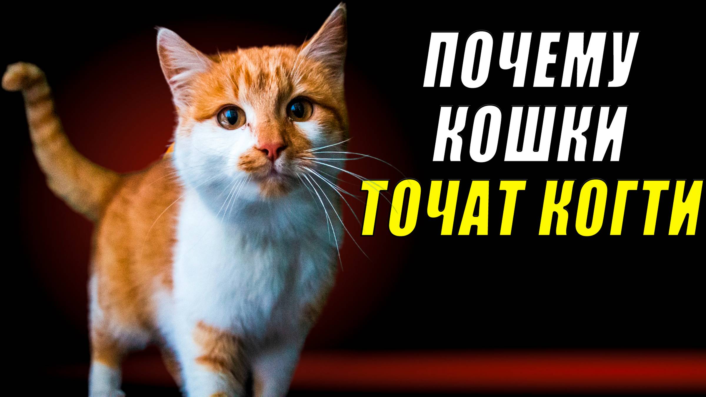 Почему кошки точат когти