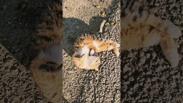 Вот такие у нас кошки живут.