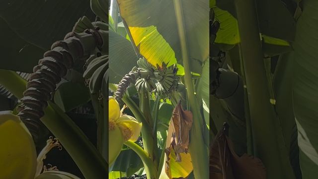 Как растут бананы на улицах Сочи