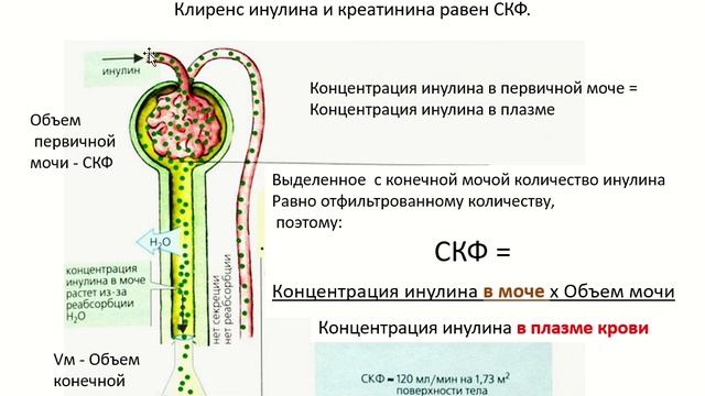 Почечный клиренс веществ. Оценка функции почек.