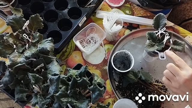 Фиалки -лучшее  переукоренение на фитиль, выводы!