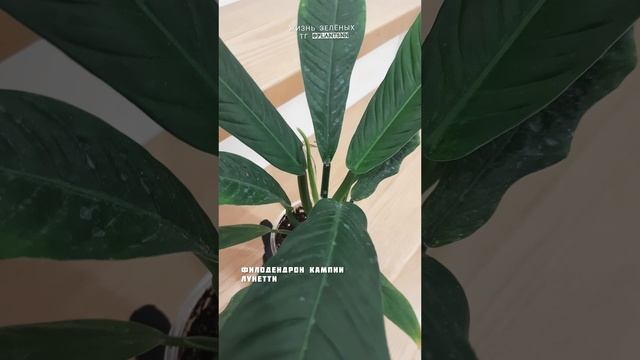 Филодендрон Кампии Лунетти ✅️ в наличии  #shorts #филодендрон