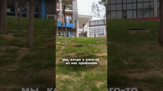 Дружба