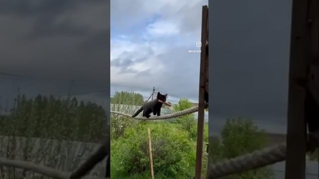 Придумайте название к этому видео 😹