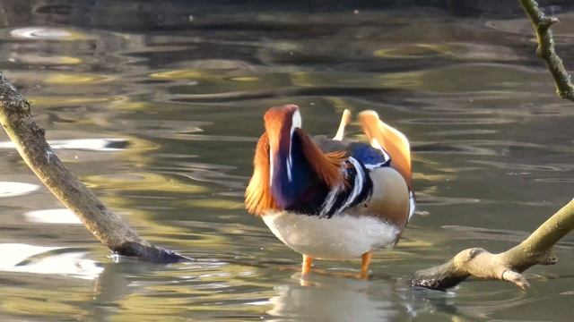 20597207-uhd_3840_2160_30fps