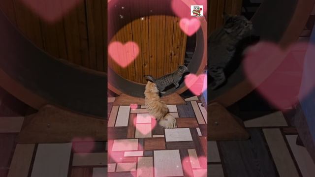 Вербуся перед сном сбегала в Прекрасное Далёко 🌜⏰💓🐈😽
