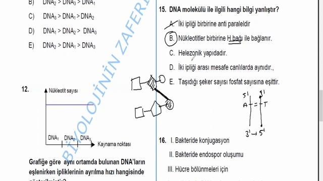 nükleik asit soruları ve çözümleri