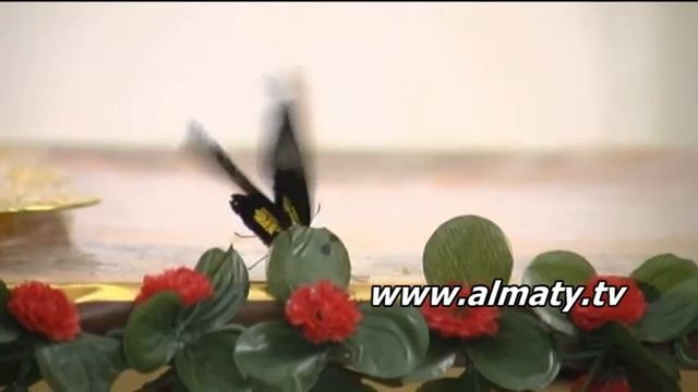 Алматыда тропикалық көбелектер көрмесі ашылды