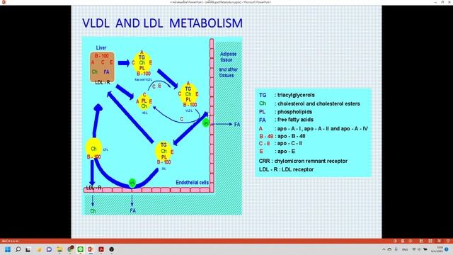 ชีวเคมี-Lipid Metabolism
