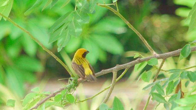 18534166-uhd_3840_2160_25fps