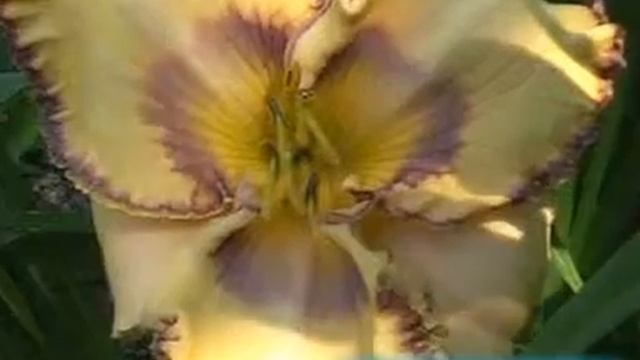 илейник daylily EASTER EGG.mpg