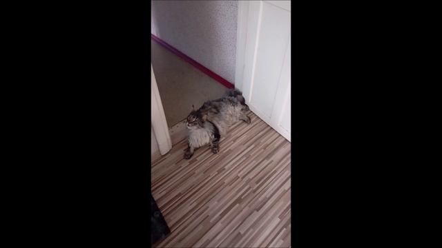 #Кот #Котёнок #Стёпа и Фокс