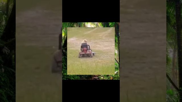 Выдра