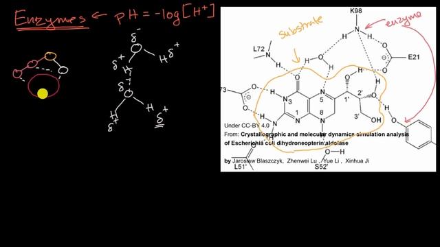 Enzyme reaction velocity and pH | Cellular energetics | AP Biology | Khan Academy