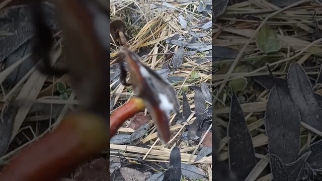 За грибами в ноябре #пчела #пчелосемья #пасека #мед #мёд #матка #улей #деревня #природа #bee