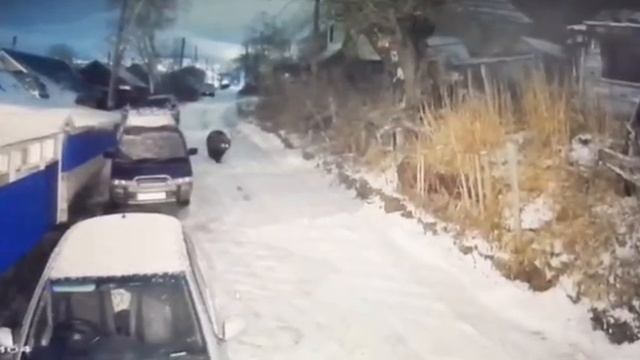 Ноябрьский медведь, ищет берлогу на территории города.