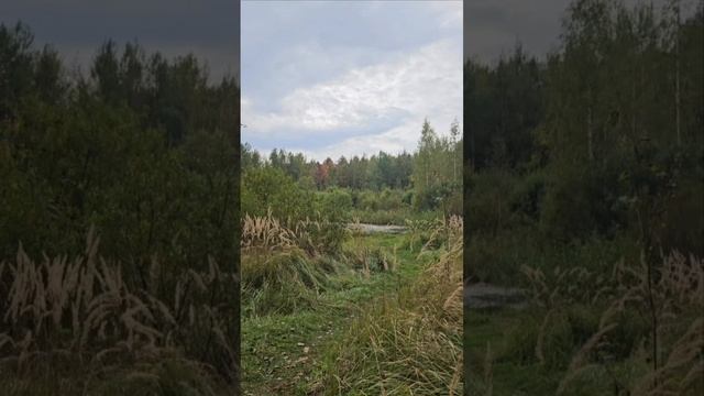 живописные места Ярославской области России