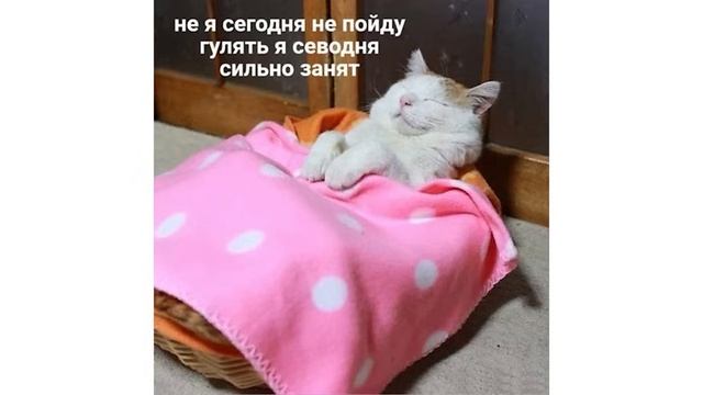 📹 ХУХАНКА БЛЕБА ))) | Приколы с котами | Мемозг 1517
👤 #Alexey_Sova