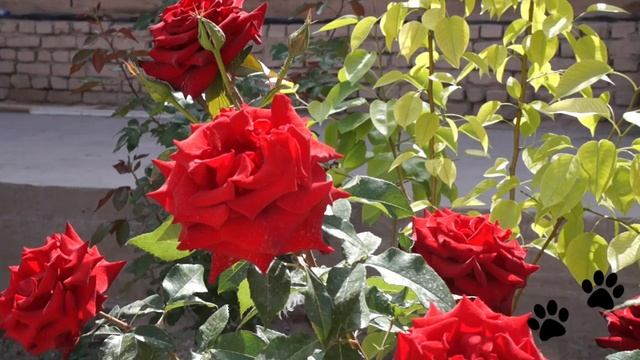 Шикарные розы на каждом шагу в Узбекистане.