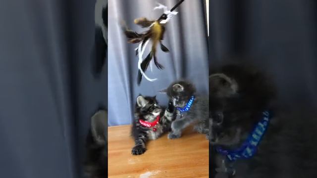 котята мейн-кун