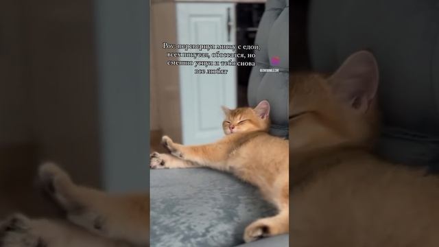 И тут не поспоришь 😽