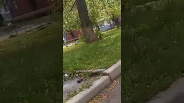 [11.05.2024 11:47] Авто гос.номер: М106ТС21 паркуется на Газоне во дворе: г.Чебоксары, Энгельса д.52