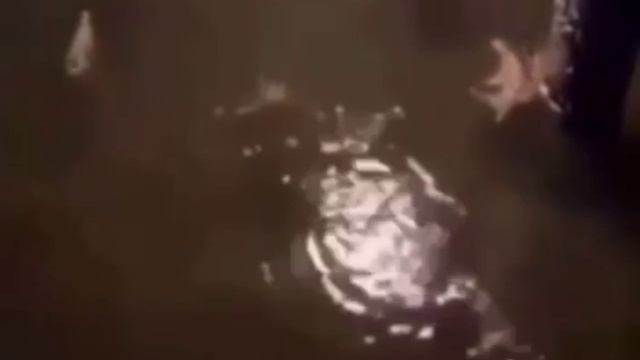 Маленькие австралийские жители. Откуда они такие?#рекомендации