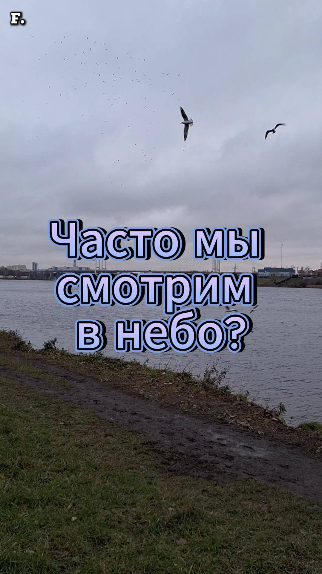 Часто мы смотрим в небо? #Нева #небо #птицы #музыка