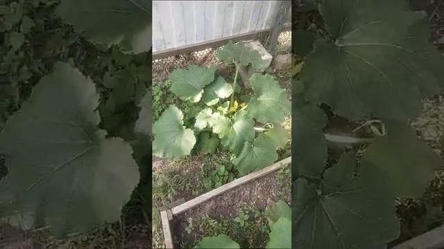 Органический компост прямо на грядке
