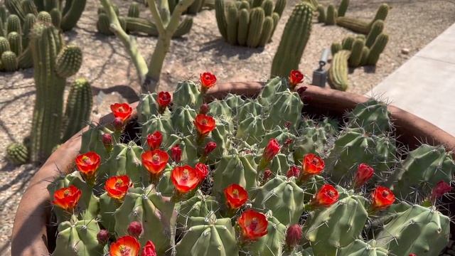 DESERT BOTANICAL GARDEN - PHOENIX: Touring the Gardens